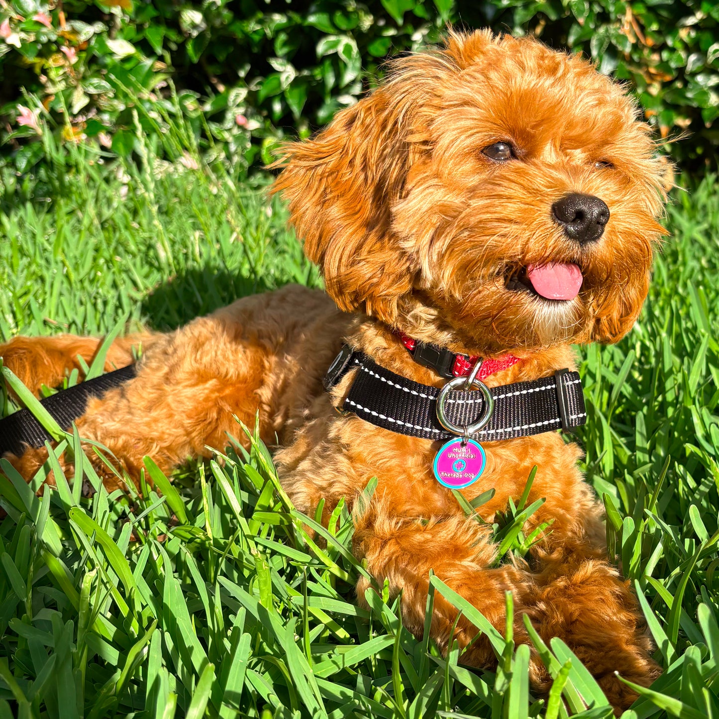 Mum's Unofficial Therapy Dog