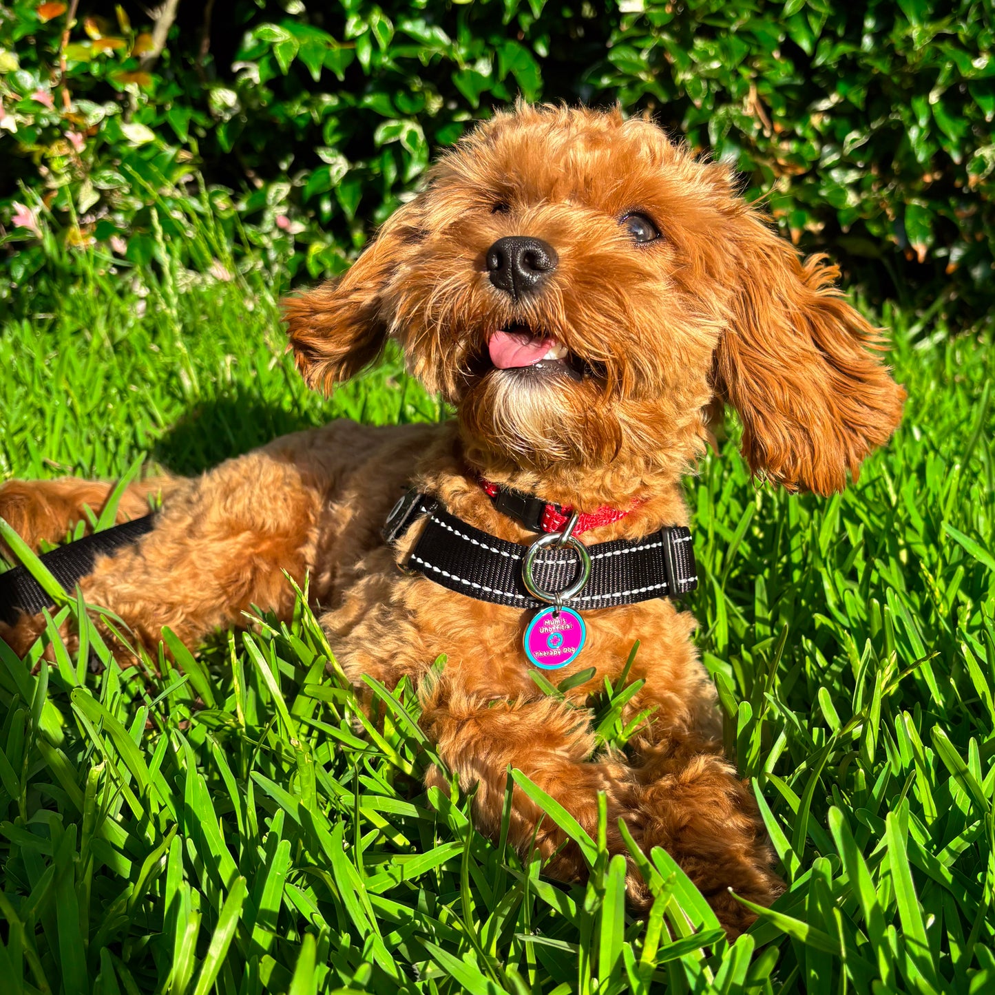 Mum's Unofficial Therapy Dog